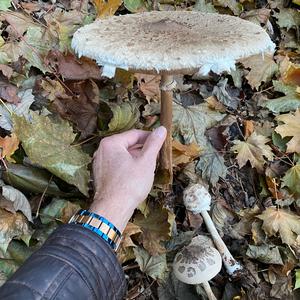 Parasol Mushroom