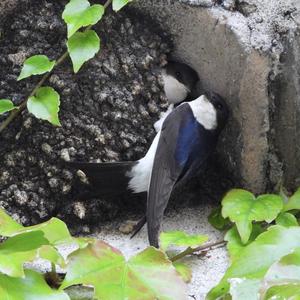 Northern House-martin