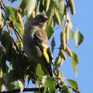 European Goldfinch