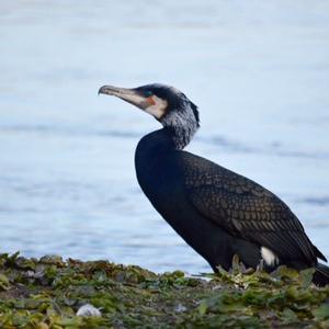 Great Cormorant