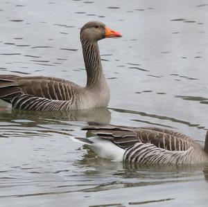 Greylag Goose