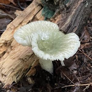 Cracked Green Russula