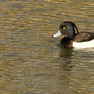 Tufted Duck