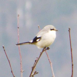 Great Grey Shrike