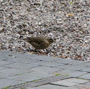 Song Thrush