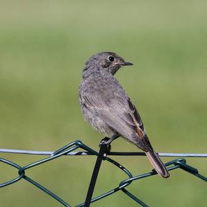 Black Redstart