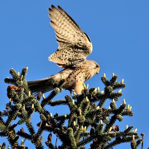 Common Kestrel