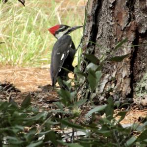 Pileated Woodpecker