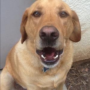 Retriever (Labrador)