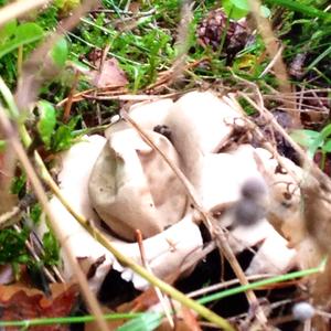 Collared Earthstar