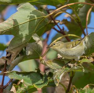 Inornate Warbler