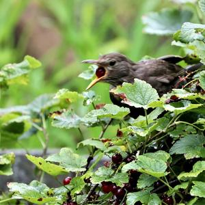 Eurasian Blackbird