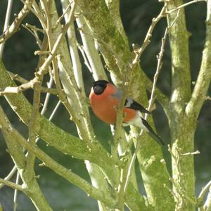 Eurasian Bullfinch