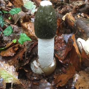 Stinkhorn, Common