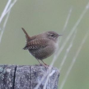 Winter Wren