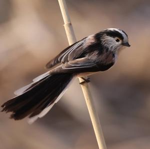 Long-tailed Tit