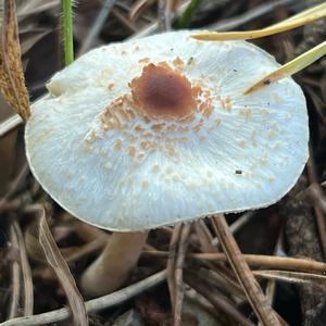 Malodorous Lepiota