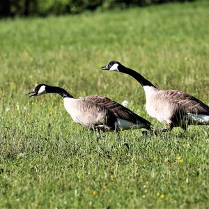 Canada Goose