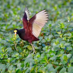 Northern Jacana