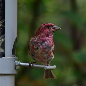 Purple Finch