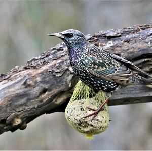 Common Starling