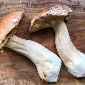 Summer Bolete