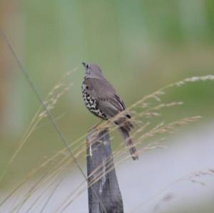 Mistle Thrush