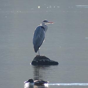 Grey Heron