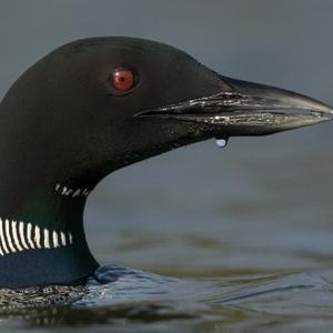 Common Loon