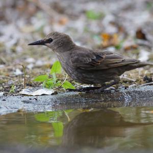 Common Starling