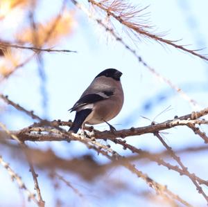 Eurasian Bullfinch