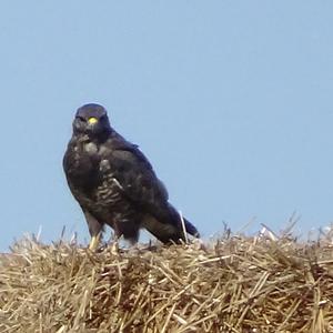 Common Buzzard