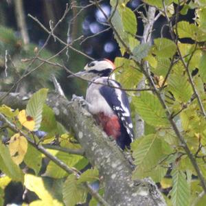 Great Spotted Woodpecker