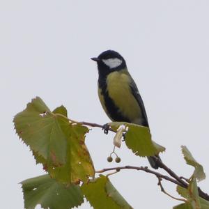 Great Tit