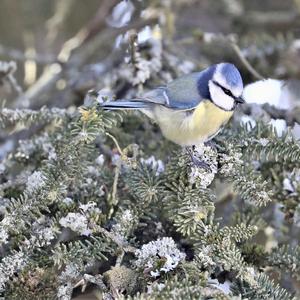 Blue Tit