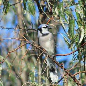 Blue Jay