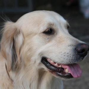 Unknown Breed