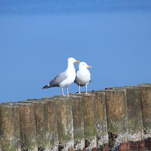 Lesser Black-backed Gull