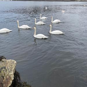 Mute Swan