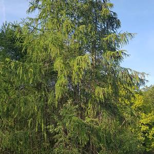 Larch (European)