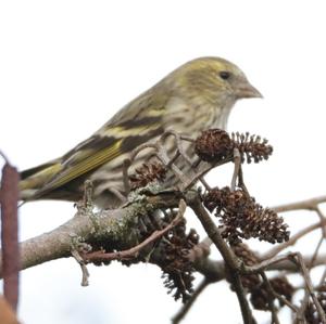 Eurasian Siskin