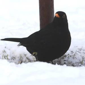 Eurasian Blackbird