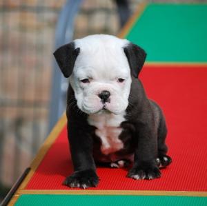 Englische Bulldogge