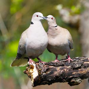 Eurasian Collared-dove