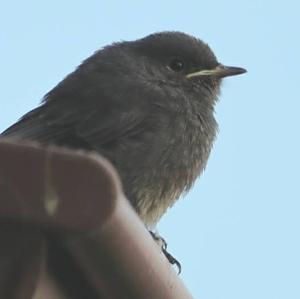 Black Redstart