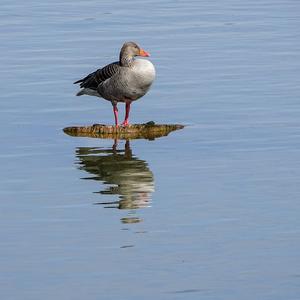 Greylag Goose