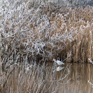 Great Egret