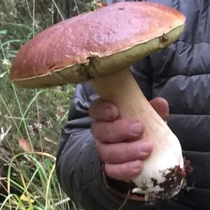 King Bolete