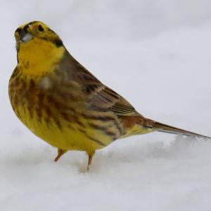 Yellowhammer