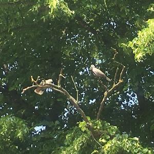 Eurasian Collared-dove